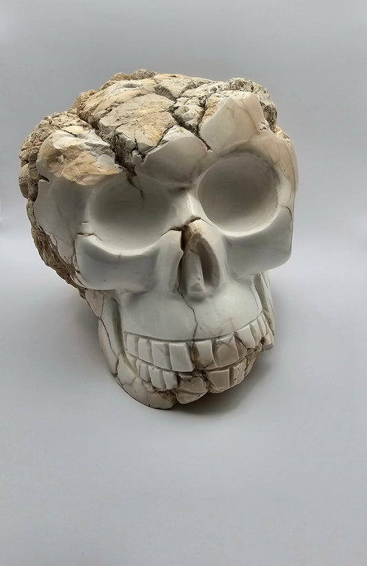 Magnesiet schedel groot